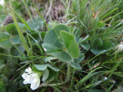 Trifolium subterraneum