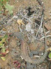 Callopistes maculatus