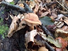 Lactarius subdulcis