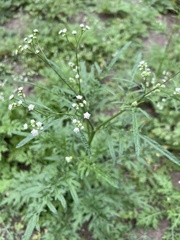 Parthenium
