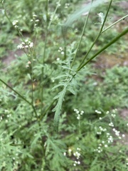 Parthenium