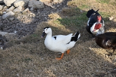 Anas platyrhynchos × Cairina moschata