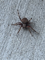 Araneus saevus