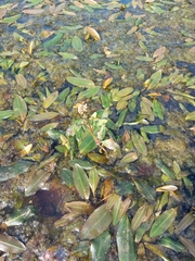 Potamogeton nodosus