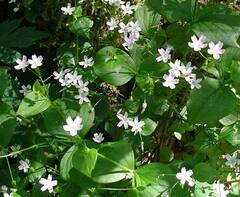 Claytonia sibirica