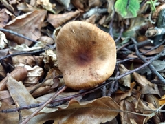 Lactarius subdulcis