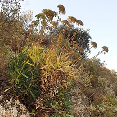 Bupleurum gibraltaricum