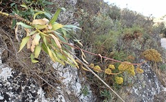 Bupleurum gibraltaricum