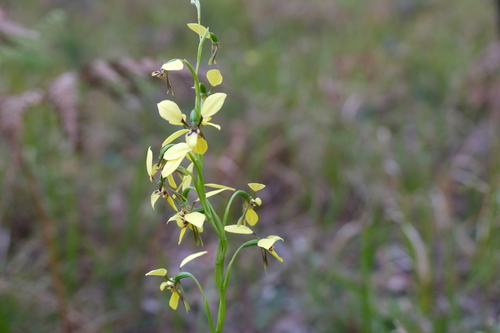 Image of Lemon Doubletail (Diuris abbreviata) by (c) AmandaF, some rights reserved (CC BY)