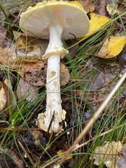 Amanita flavoconia