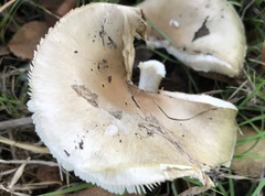 Amanita phalloides