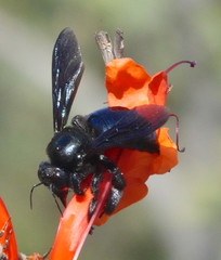 Xylocopa californica arizonensis