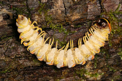 Arthrophaga myriapodina