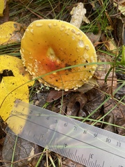 Amanita flavoconia
