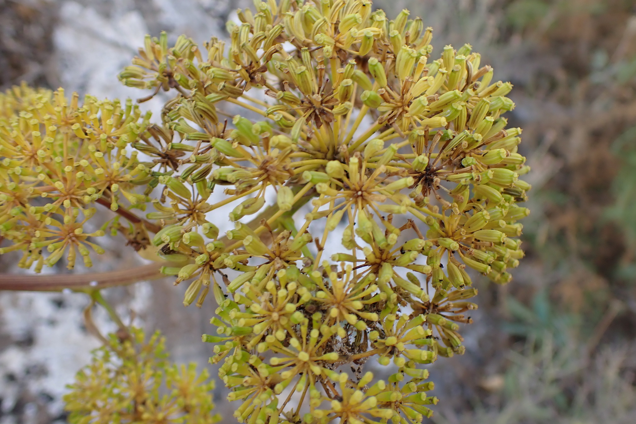 Bupleurum Gibraltaricum Lam.