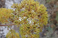 Bupleurum gibraltaricum