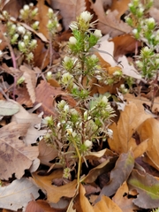 Symphyotrichum ciliatum