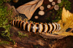 Arthrophaga myriapodina