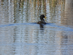 Fulica rufifrons