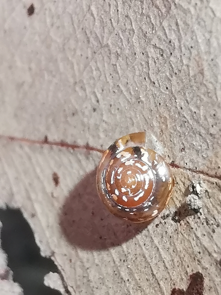 Allenoconcha basispiralis