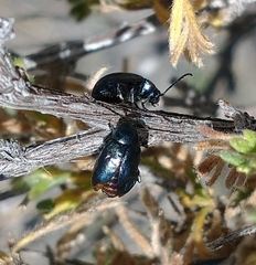 Altica obliterata