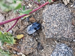 Gyriosomus kingi
