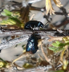 Altica obliterata
