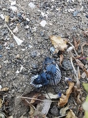 Gyriosomus kingi