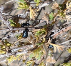 Altica obliterata