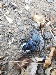 Gyriosomus kingi