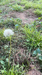 Taraxacum
