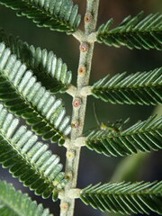 Acacia mearnsii