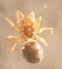 Mermessus trilobatus