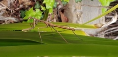 Archimantis latistyla