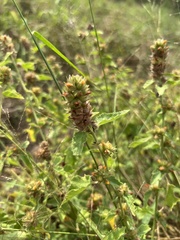 Malvastrum americanum