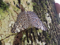 Hamadryas feronia