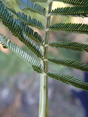 Acacia mearnsii