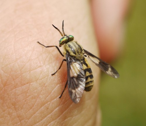 Photo of Twin-lobed Deer Fly (Chrysops relictus)