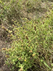 Malvastrum americanum