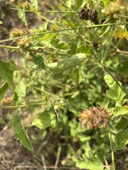 Malvastrum americanum