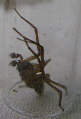 Callobius pictus