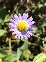 Symphyotrichum divaricatum