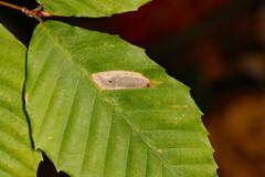 Phyllonorycter maestingella