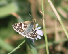 Burnsius communis