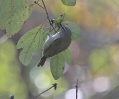 Vireo olivaceus