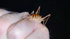 Tachycines asynamorus