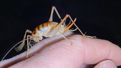 Tachycines asynamorus
