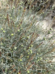 Stillingia linearifolia