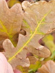 Neuroterus floccosus