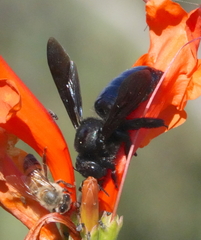 Xylocopa californica arizonensis